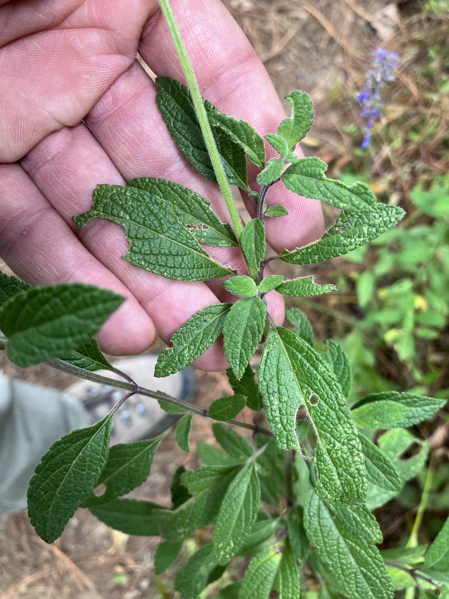 Salvia lavanduloides